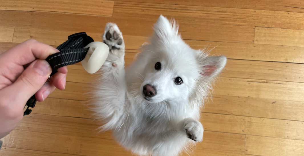 DogTag Update #2 - Fit, form & function